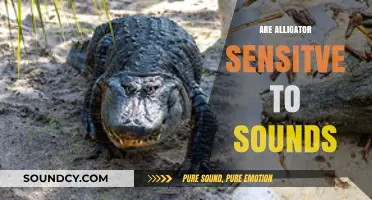 Do Alligators Hear Us? Exploring Their Sensitivity to Sounds