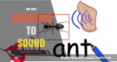 Do Ants Hear Us? Exploring Their Sensitivity to Sound Waves