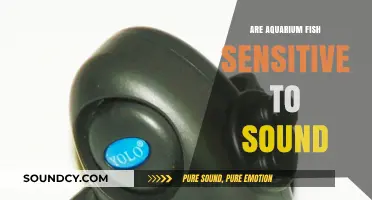 Aquarium Fish: Sound Sensitivity and Behavior