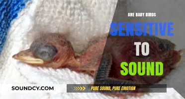 How Sound Affects Baby Birds' Development