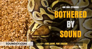 How Sound Affects Ball Pythons