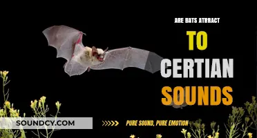 How Sounds Attract Bats