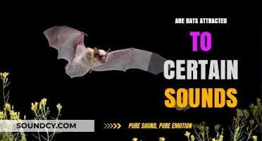 How Do Bats React to Sounds?