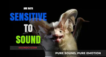 Bats and Sound Sensitivity: Unraveling Their Unique Auditory Abilities