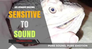 Bearded Dragons: Sound Sensitivity and Their Hearing Abilities