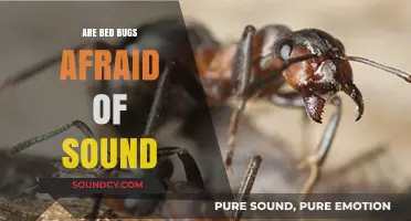 How Sound Affects Bed Bugs