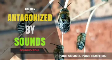 Do Loud Noises Provoke Bees? Exploring Sound-Induced Agitation in Bees