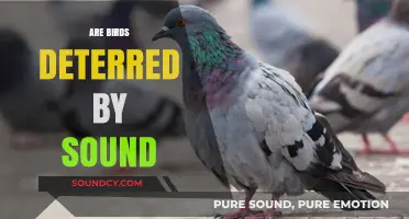 Do Loud Noises Scare Birds Away? Exploring Sound Deterrence Effectiveness