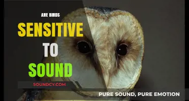 Do Birds Hear Differently? Exploring Their Sensitivity to Sound Frequencies