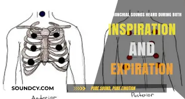 Bronchial Sounds: Are They Present During Both Breathing Phases?