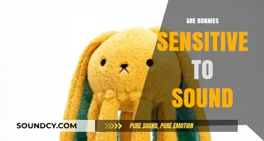Are Bunnies Sensitive to Sound? Understanding Their Auditory Needs