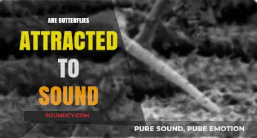 Do Butterflies Respond to Sound? Exploring the Science Behind Attraction