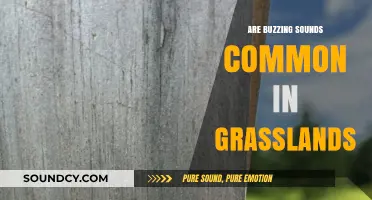 Grasslands' Buzzing Sounds: Common or Rare?