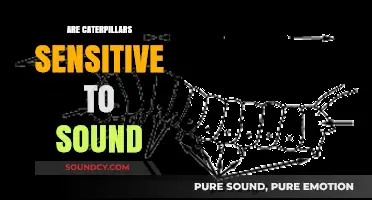 Do Caterpillars Hear? Exploring Their Sensitivity to Sound Waves