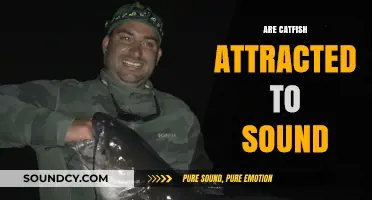 Do Catfish Respond to Sound? Uncovering the Truth Behind the Myth