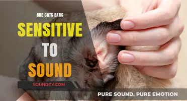 How Cats' Ears Are Super-Sensitive to Sounds