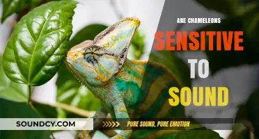 Chameleons and Sound Sensitivity: Unveiling Their Auditory Perception