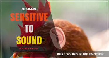 Do Loud Noises Stress Chickens? Exploring Their Sensitivity to Sound