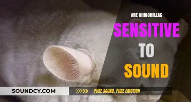 Chinchillas and Noise: Understanding Their Sensitivity to Sound