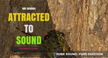 Do Cicadas Respond to Sound? Exploring Their Auditory Attraction