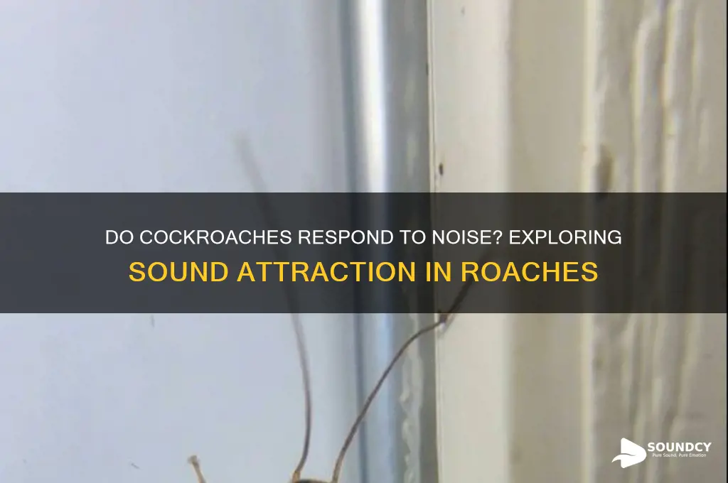 are cockroaches attracted to sound