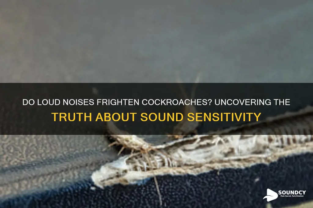are cockroaches scared of sound