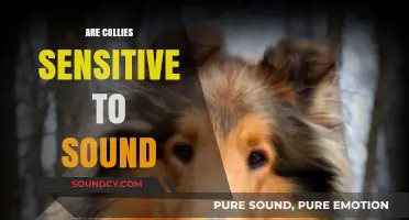Are Collies Sensitive to Sound? Exploring Their Auditory Sensitivity