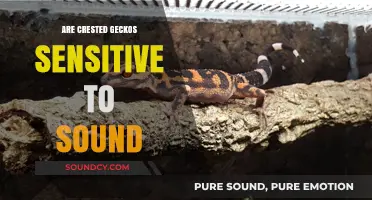 Crested Geckos: Sound Sensitivity and Their Wellbeing