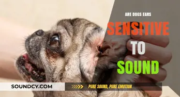 How Dogs' Ears Are Super-Sensitive to Sounds