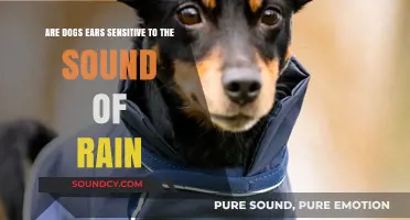 Do Dogs' Ears React Sensitively to the Sound of Rain?