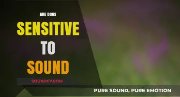 Canine Hearing Sensitivity: Understanding Dogs' Reactions to Sounds