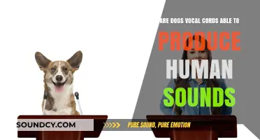 Can Dogs Mimic Human Speech? Exploring Their Vocal Cord Capabilities