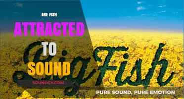 Do Fish Hear Music? Exploring Sound's Impact on Aquatic Life