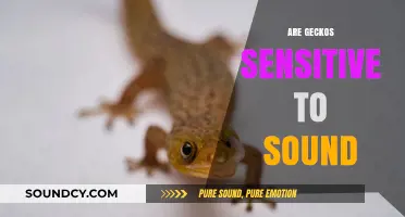 Are Geckos Sensitive to Sound? Exploring Their Auditory Abilities