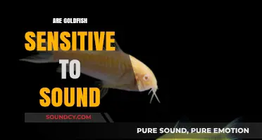 Are Goldfish Sensitive to Sound? Exploring Aquatic Hearing and Noise Impact