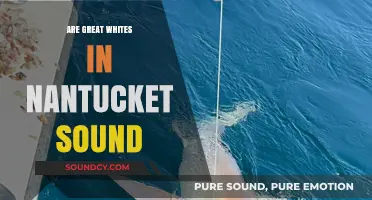 Great Whites in Nantucket Sound: What's the Risk?