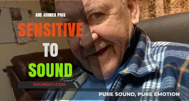 Guinea Pigs and Sound Sensitivity: What You Need to Know