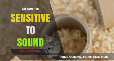 Are Hamsters Sensitive to Sound? Understanding Their Auditory Needs