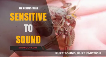 Hermit Crabs: Sound Sensitivity and Their Reactions