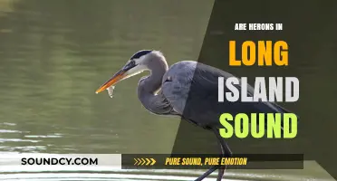 Herons in Long Island Sound: A Natural Wonder