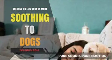 High vs. Low Sounds: Which Frequency Soothes Dogs Best?