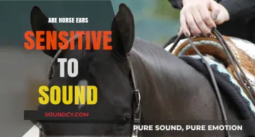 Horse Ears: Super-Sensitive Hearing Abilities