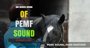 How PEMF Therapy Sounds Affect Horses