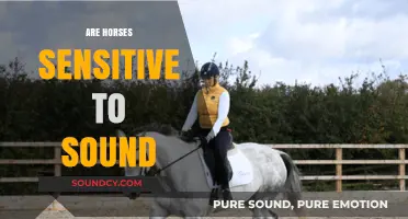Do Horses Hear Too Much? Exploring Their Sensitivity to Sounds