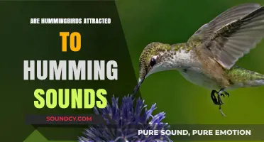 How Hummingbirds Respond to Humming Sounds