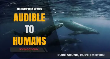 Humpback Whale Songs: Can Humans Hear Them?