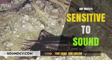 Do Insects Hear? Exploring Sound Sensitivity in the Tiny World