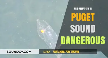Puget Sound's Jellyfish: Stinging Dangers Lurking in the Water