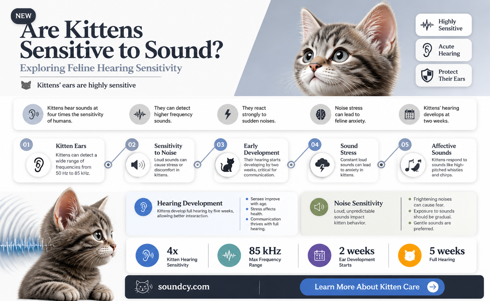 are kittens sensitive to sound