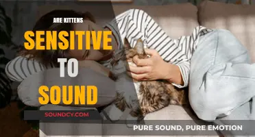 Are Kittens Sensitive to Sound? Exploring Feline Hearing Sensitivity